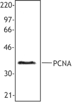 PCNA Antibody - Hela cell nuclear extract was resolved by electrophoresis, transferred to nitrocellulose and probed with monoclonal anti-PCNA antibody. Proteins were visualized using a goat anti-mouse secondary conjugated to HRP and a chemiluminescence detection system.
