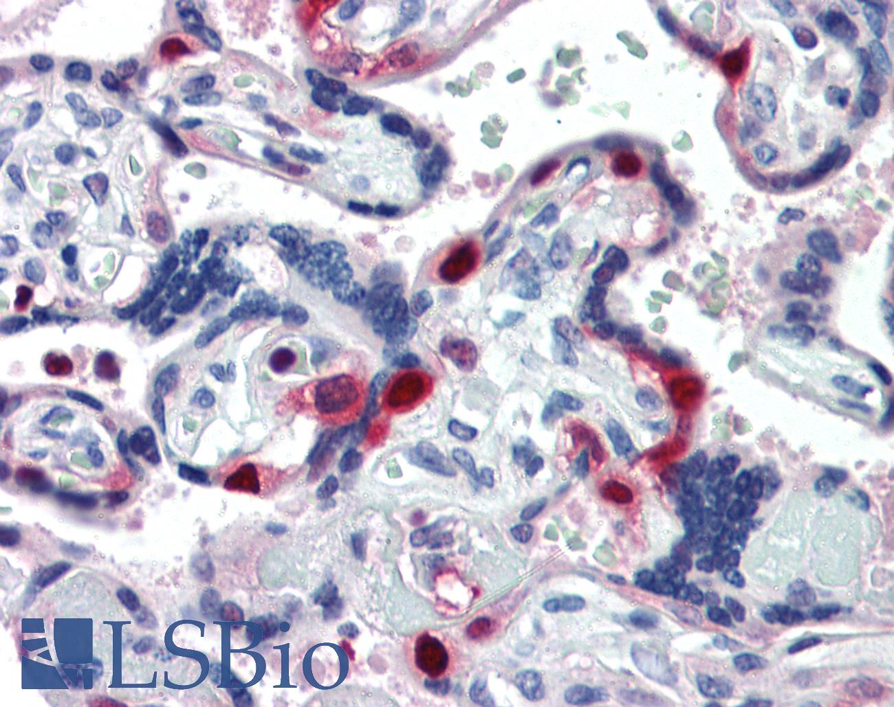 PCNA Antibody - Anti-PCNA antibody IHC of human placenta. Immunohistochemistry of formalin-fixed, paraffin-embedded tissue after heat-induced antigen retrieval. Antibody concentration 10 ug/ml.  This image was taken for the unconjugated form of this product. Other forms have not been tested.