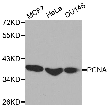 PCNA Antibody - Western blot analysis of extracts of various cell lines, using PCNA antibody.