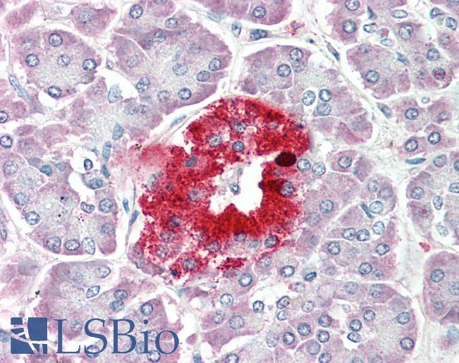 PCSK1N / PROSAAS Antibody - Anti-PCSK1N / PROSAAS antibody IHC staining of human pancreas. Immunohistochemistry of formalin-fixed, paraffin-embedded tissue after heat-induced antigen retrieval. Antibody concentration 5 ug/ml.