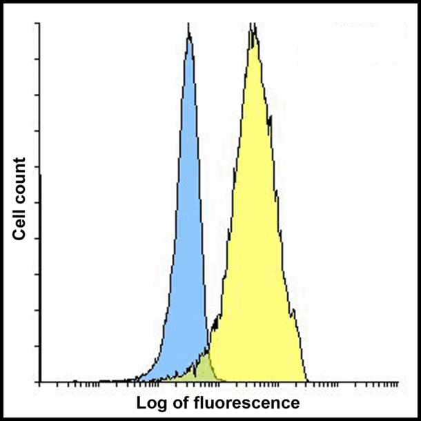 PD-L2 / PDCD1LG2 / CD273 Antibody - Flow cytometry analysis of PD-L2 overexpressing HEK293 cells using PD-L2 antibody and control mouse IgG antibody at 10 ug/ml. Blue: Untransfected HEK293 cells. Yellow: PD-L2 overexpressing HEK293 cells.