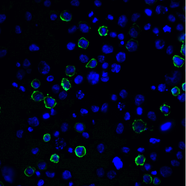 PD-L2 / PDCD1LG2 / CD273 Antibody - Immunofluorescence of PD-L2 in transfected HEK293 cells with PD-L2 antibody at 20 ug/mL. Green: PDL2 Antibody [4E10] Blue: DAPI staining