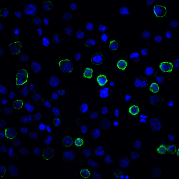 PD-L2 / PDCD1LG2 / CD273 Antibody - Immunofluorescence of PD-L2 in transfected HEK293 cells with PD-L2 antibody at 20 ug/mL. Green: PDL2 Antibody [7C7] Blue: DAPI staining