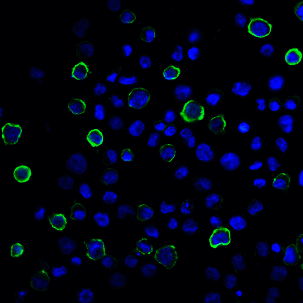 PD-L2 / PDCD1LG2 / CD273 Antibody - Immunofluorescence of PD-L2 in transfected HEK293 cells with PD-L2 antibody at 20 ug/mL. Green: PDL2 Antibody [8C12] Blue: DAPI staining