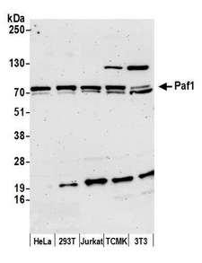 PD2 / PAF1 Antibody - Detection of human and mouse Paf1 by western blot. Samples: Whole cell lysate (15 µg) from HeLa, HEK293T, Jurkat, mouse TCMK-1, and mouse NIH 3T3 cells prepared using NETN lysis buffer. Antibody: Affinity purified rabbit anti-Paf1 antibody used for WB at 0.1 µg/ml. Detection: Chemiluminescence with an exposure time of 3 minutes.