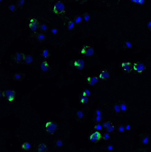 PDCD1 / CD279 / PD-1 Antibody - Immunofluorescence of PD-1 in PD-1-transfected HEK293 cells with PD-1 antibody at 20 ug/ml.  Green: PD-1 Antibody  Blue: DAPI staining