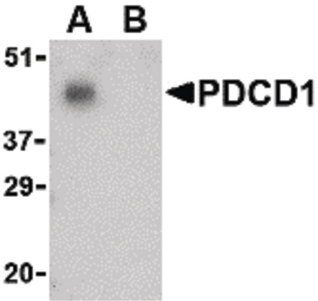 PDCD1 / CD279 / PD-1 Antibody - Western blot of PD-1 in THP-1 cell lysate with PD-1 antibody at 1 ug/ml in the (A) absence and (B) presence of blocking peptide.