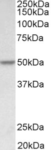 PDCD4 Antibody - PDCD4 antibody (0.1 ug/ml) staining of HeLa lysate (35 ug protein in RIPA buffer). Primary incubation was 1 hour. Detected by chemiluminescence.