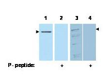 PDCD4 Antibody - Anti-Pdcd4 pS457 - Western Blot. Western blot of affinity purified anti-Pdcd4 pS457 antibody shows detection of Pdcd4 phosphorylated at Ser 457 (arrowheads). Lanes 1 & 2 each contain 100 ng recombinant Pdcd4. Lanes 3 & 4 each contain 30 ug of whole cell extract from 293 HEK cells treated with 20 nM TPA and MG132 proteosome inhibitor for 8 hours. The signal can be competed off with peptide phosphorylated at Ser 457 (Lanes 2 & 4). Personal Communication, M Young & A Jansen, NCI, Bethesda, MD.