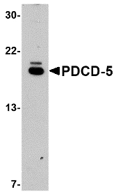 PDCD5 Antibody - Western blot of PDCD5 in EL4 cell lysate with PDCD5 antibody at 1 ug/ml.