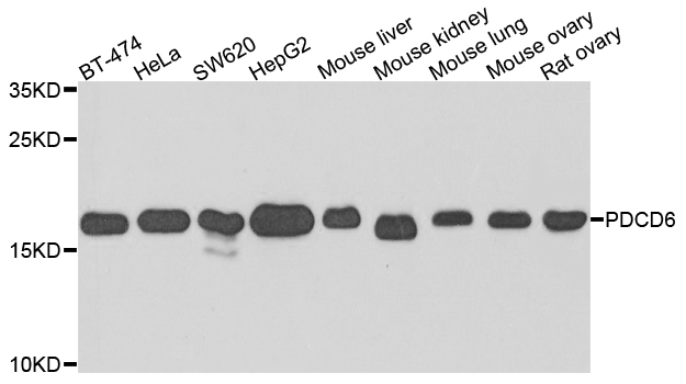 PDCD6 / ALG-2 Antibody - Western blot analysis of extracts of various cells.