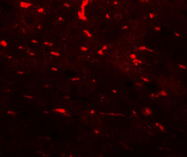 PDCL3 Antibody - Immunofluorescence of PDCL3 in mouse liver tissue with PDCL3 antibody at 20 ug/mL.