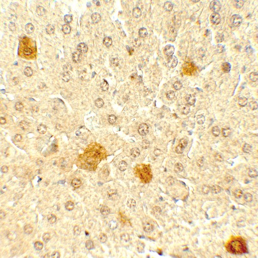 PDCL3 Antibody - Immunohistochemistry of PDCL3 in mouse liver tissue with PDCL3 antibody at 5 ug/mL.