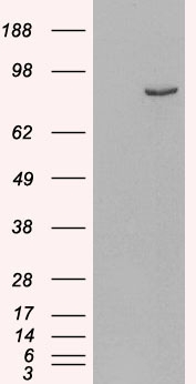 PDE4B Antibody - HEK293 overexpressing Human PDE4B (RC211956) and probed with (mock transfection in first lane).