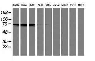 PDE4B Antibody - Western blot of extracts (35 ug) from 9 different cell lines by using anti-PDE4B monoclonal antibody (HepG2: human; HeLa: human; SVT2: mouse; A549: human; COS7: monkey; Jurkat: human; MDCK: canine; PC12: rat; MCF7: human).