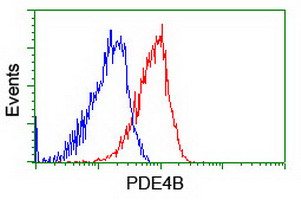 PDE4B Antibody - Flow cytometry of HeLa cells, using anti-PDE4B antibody (Red), compared to a nonspecific negative control antibody (Blue).