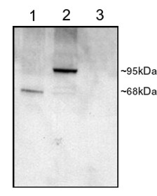 PDE4D Antibody - Antibody staining (1 ug/ml) of COS cell lysates (25 ug protein): transfected with Human PDE4D1 (1), transfected with Human PDE4D3 (2), untransfected (3). Primary incubation was 1 hour. Detected by chemiluminescence.