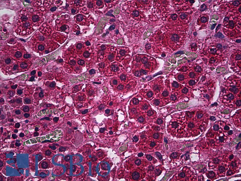 PDE9A Antibody - Anti-PDE9A antibody IHC of human adrenal cortex. Immunohistochemistry of formalin-fixed, paraffin-embedded tissue after heat-induced antigen retrieval. Antibody concentration 5 ug/ml.