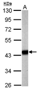 PDHA1 / PDH E1 Alpha Antibody - Sample (20 ug of whole cell lysate). A: mouse brain. 10% SDS PAGE. PDHA1 antibody diluted at 1:5000.