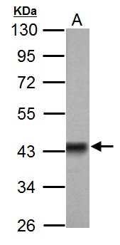 PDHA1 / PDH E1 Alpha Antibody - Sample (50 ug of whole cell lysate). A: Rat brain. 10% SDS PAGE. PDHA1 antibody diluted at 1:3000.