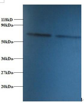 PDI / P4HB Antibody - Western blot of Protein disulfide-isomerase antibody at 2 ug/ml. Lane 1:293T whole cell lysate. Lane 2: EC109 whole cell lysate. Secondary: Goat polyclonal to Rabbit IgG at 1:15000 dilution. Predicted band size: 30 kDa. Observed band size: 70 kDa.  This image was taken for the unconjugated form of this product. Other forms have not been tested.