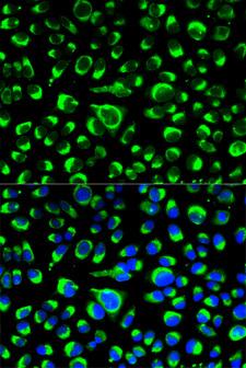 PDI / P4HB Antibody - Immunofluorescence analysis of HeLa cells.