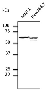PDIA3 / ERp57 Antibody - Western blot. Endogenous ERP57- endoplasmic reticulum lumen marker detected with PDIA3 / ERp57 antibody at 1:500 dilution. Lysates at 100 ug per lane and rabbit polyclonal to goat IgG (HRP) at 1:10000 dilution.