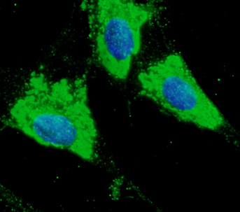 PDIA3 / ERp57 Antibody - Immunofluorescence. Anti-ERP57 antibody in primary RPE cells at 1:100 dilution. Cells were fixed with 4% of PFA.