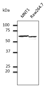 PDIA3 / ERp57 Antibody - Endogenous ERPS7- endoplasmic reticulum lumen marker detected at 1:500 dilution; lysates at 100 ug per lane and rabbit polyclonal to goat IgG (HRP) at 1:10,000 dilution;