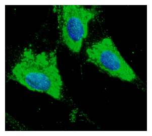 PDIA3 / ERp57 Antibody - Immunofluorescence - anti-ERP57 Ab in primary RPE cells at 1:100 dilution; cells were fixed with 4% of PFA;