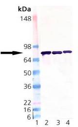 PDIA4 / ERP72 Antibody - Western blot of ERp72: Lane 1: MW Marker, Lane 2: Rat Liver Microsome Extract, Lane 3: Mouse Liver Microsome Extract, Lane 4: Human Liver Microsome Extract.