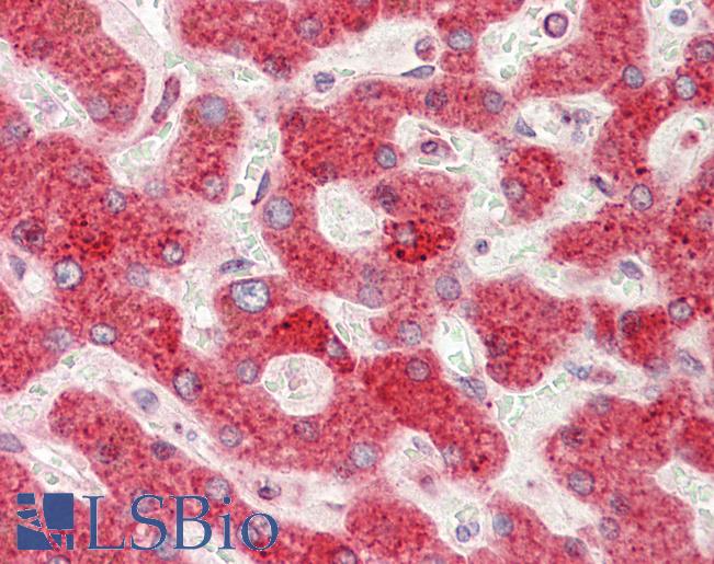PDIA4 / ERP72 Antibody - Anti-PDIA4 / ERP72 antibody IHC staining of human liver. Immunohistochemistry of formalin-fixed, paraffin-embedded tissue after heat-induced antigen retrieval.