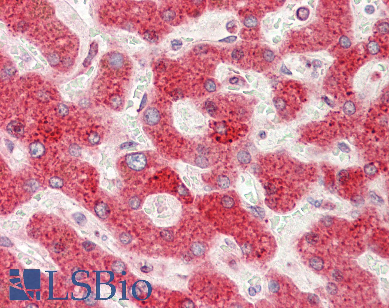 PDIA4 / ERP72 Antibody - Anti-PDIA4 / ERP72 antibody IHC staining of human liver. Immunohistochemistry of formalin-fixed, paraffin-embedded tissue after heat-induced antigen retrieval.