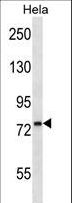 PDIA4 / ERP72 Antibody - PDIA4 Antibody western blot of HeLa cell line lysates (35 ug/lane). The PDIA4 antibody detected the PDIA4 protein (arrow).