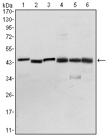 PDK1 Antibody - Western blot using PDK1 mouse monoclonal antibody against NIH/3T3 (1), HeLa (2), Jurkat (3), HepG2 (4), PC-12 (5), and Cos7 (6) cell lysate.