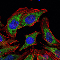 PDK1 Antibody - Immunofluorescence of HELA cells using PDK1 mouse monoclonal antibody (green). Blue: DRAQ5 fluorescent DNA dye. Red: Actin filaments have been labeled with Alexa Fluor-555 phalloidin.