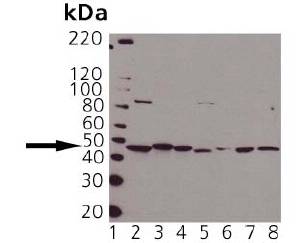 PDK1 Antibody - Western blot of PDK1: Lane 1: MWM, Lane 2: HeLa, Lane 3: Rat Brain, Lane 4: Mouse Brain, Lane 5: Vero, Lane 6: ESK-4, Lane 7: RK-13, Lane 8: MDCK 
