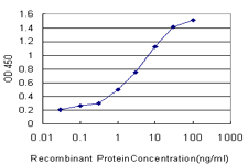 PDK2 Antibody - Detection limit for recombinant GST tagged PDK2 is approximately 0.03 ng/ml as a capture antibody.