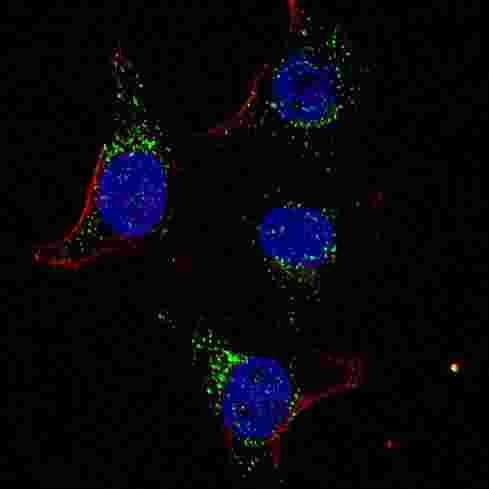 PDK4 Antibody - Fluorescent confocal image of HeLa cells stained with PDK4 antibody. HeLa cells were fixed with 4% PFA (20 min), permeabilized with Triton X-100 (0.2%, 30 min). Cells were then incubated PDK4 primary antibody (1:100, 2 h at room temperature). For secondary antibody, Alexa Fluor 488 conjugated donkey anti-rabbit antibody (green) was used (1:1000, 1h). Nuclei were counterstained with Hoechst 33342 (blue) (10 ug/ml, 5 min). Note the highly specific localization of the PDK4 mainly to the cytoplasm.