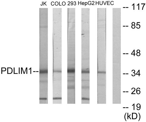PDLIM1 Antibody - Western blot analysis of lysates from Jurkat, COLO205, 293, HepG2, and HUVEC cells, using PDLIM1 Antibody. The lane on the right is blocked with the synthesized peptide.