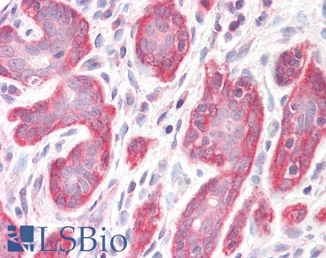 PDLIM4 / RIL Antibody - Anti-PDLIM4 / RIL antibody IHC staining of human breast. Immunohistochemistry of formalin-fixed, paraffin-embedded tissue after heat-induced antigen retrieval.