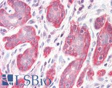 PDLIM4 / RIL Antibody - Anti-PDLIM4 / RIL antibody IHC staining of human breast. Immunohistochemistry of formalin-fixed, paraffin-embedded tissue after heat-induced antigen retrieval.