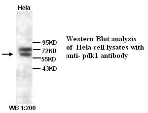 PDPK1 / PDK1 Antibody