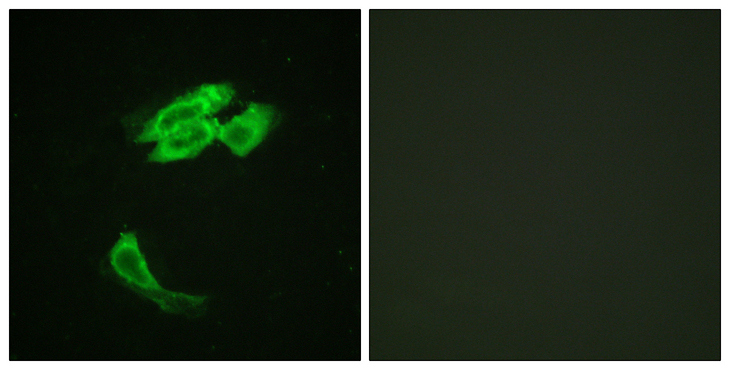 PEA15 / PEA-15 Antibody - Immunofluorescence analysis of HeLa cells, using PEA-15 Antibody. The picture on the right is blocked with the synthesized peptide.