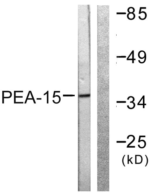 PEA15 / PEA-15 Antibody - Western blot analysis of lysates from Jurkat cells, treated with PMA 125ng/ml 30', using PEA-15 Antibody. The lane on the right is blocked with the synthesized peptide.