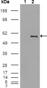 PEA3 / ETV4 Antibody - Western blot using ETV4 mouse monoclonal antibody against HEK293T cells transfected with the pCMV6-ENTRY control (1) and pCMV6-ENTRY ETV4 cDNA (2).