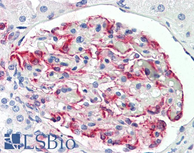 PEAK1 / SGK269 Antibody - Anti-PEAK1 antibody IHC staining of human kidney. Immunohistochemistry of formalin-fixed, paraffin-embedded tissue after heat-induced antigen retrieval.