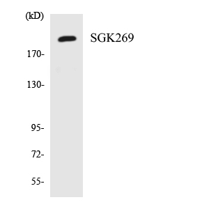 PEAK1 / SGK269 Antibody - Western blot analysis of the lysates from 293 cells using SGK269 antibody.