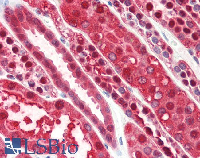 PEBP1 / RKIP Antibody - Anti-PEBP1 antibody IHC of human kidney. Immunohistochemistry of formalin-fixed, paraffin-embedded tissue after heat-induced antigen retrieval. Antibody concentration 5 ug/ml.