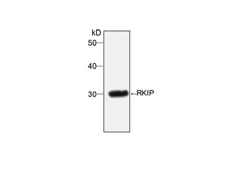 PEBP1 / RKIP Antibody